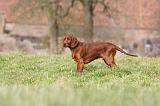 SETTER IRLANDAIS 284